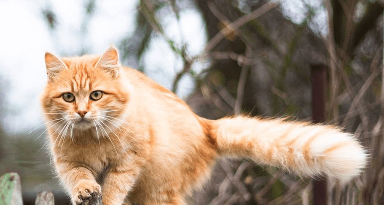 deklarationen von katzenfutter richtig lesen